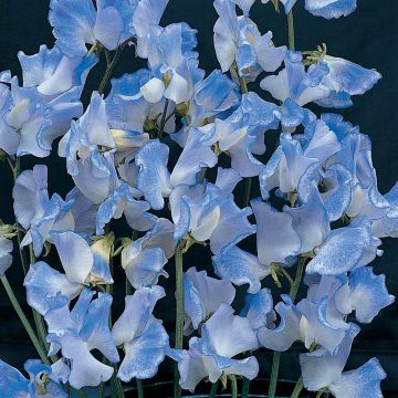 Duftwicke Blue Ripple (Samen) - Lathyrus odoratus