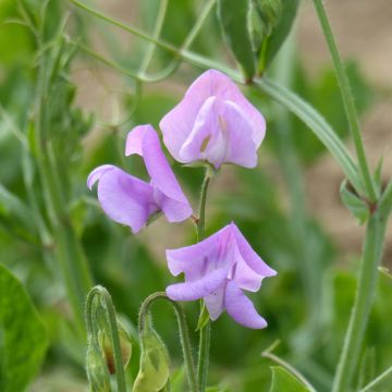 Duftwicke Leamington (Samen) - Lathyrus odoratus