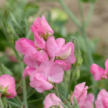 Duftwicke Pinkie (Samen) - Lathyrus odoratus