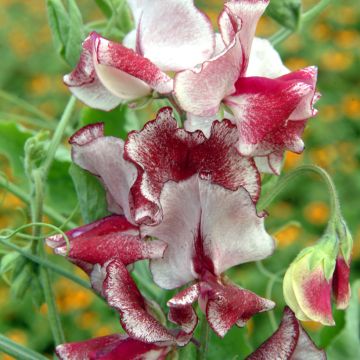 Duftwicke Spencer Mars (Samen) - Lathyrus odoratus