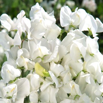 Duftwicke Spencer Royal Wedding (Samen) - Lathyrus odoratus