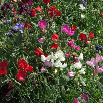 Graines de Pois de Senteur Spencer mix - Lathyrus odoratus