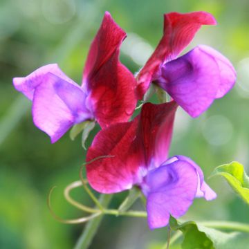 Duftwicke Bicolour Purple Pimpernel (Samen) - Lathyrus odoratus