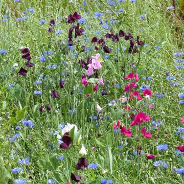 Graines de Pois de senteur Spencer Mix BIO - Lathyrus odoratus