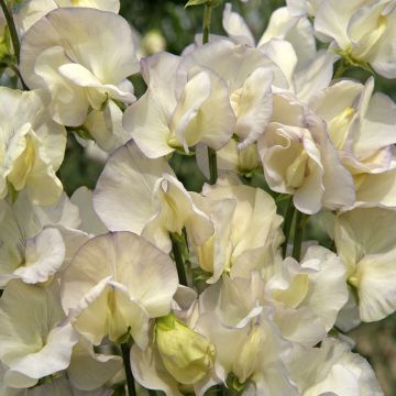 Duftwicke Spencer Old Times (Samen) - Lathyrus odoratus