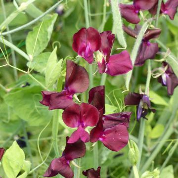 Duftwicke Spring Sunshine Burgundy (Samen) - Lathyrus odoratus grandiflora