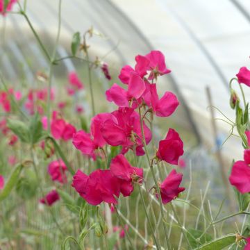 Duftwicke Spring Sunshine Cerise (Samen) - Lathyrus odoratus grandiflora