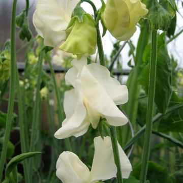 Duftwicke Spring Sunshine Cream (Samen) - Lathyrus odoratus