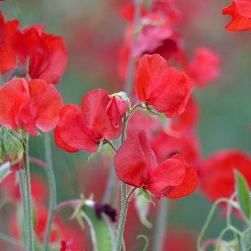 Duftwicke Spring Sunshine Scarlet (Samen) - Lathyrus odoratus