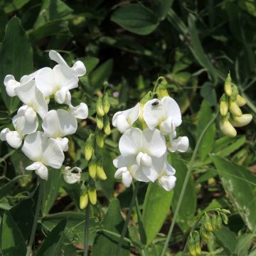 Breitblättrige Platterbse White Pearl (Samen) - Lathyrus latifolius