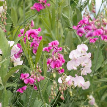 Breitblättrige Platterbse (Samen) - Lathyrus latifolius