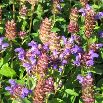 Großblütige Braunelle Freelander Blue (Samen) - Prunella grandiflora