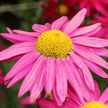 Chrysanthemum coccineum Robinson's Giants Mix (Samen) - Bunte Wucherblume