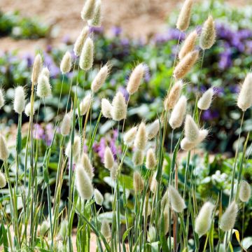 Graines de Queue-de-lièvre Bunny Tails - Lagurus ovatus