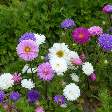 Sommeraster Reine des Halles Mix (Samen) - Callistephus chinensis