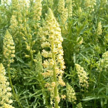 Garten-Resede (Samen) - Reseda luteola