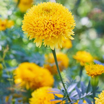 Studentenblume Mission Giant Yellow - Tagetes