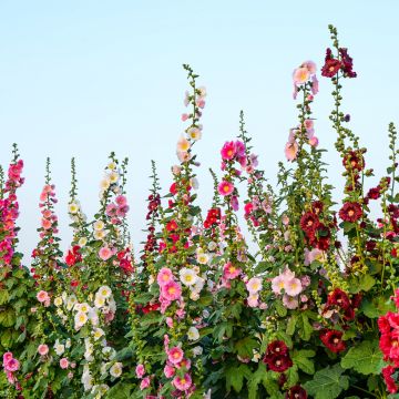 Alcea ficifolia Antwerp Stars Mix (Samen) - Feigenblättrige Stockrose