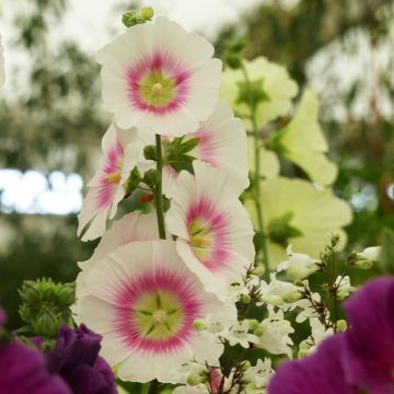 Alcea rosea Halo Blush (Samen) - Gewöhnliche Stockrose