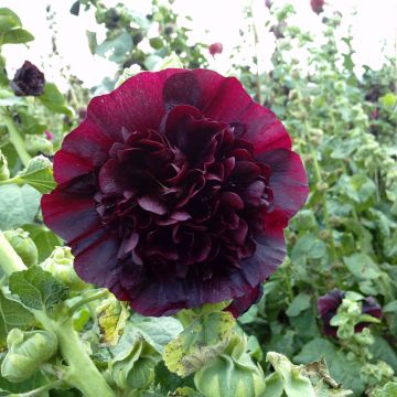  Alcea rosea Chater's Double Marroon (Samen) - Gewöhnliche Stockrose