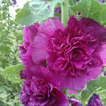 Alcea rosea Chater's Double Violet (Samen) - Gewöhnliche Stockrose