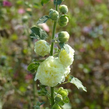 Alcea rosea Chater's Double Yellow (Samen) - Gewöhnliche Stockrose