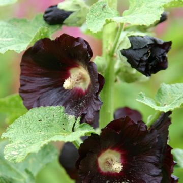 Alcea rosea Nigra Jet Black (Samen) - Gewöhnliche Stockrose