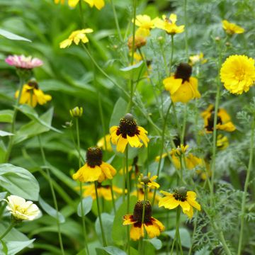 Stängelumfassender Sonnenhut (Samen) - Rudbeckia amplexicaulis