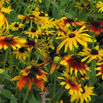 Rauher Sonnenhut Gloriosa Daisy (Samen) - Rudbeckia