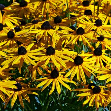 Gemeiner Sonnenhut Goldsturm (Samen) - Rudbeckia fulgida var. sullivantii