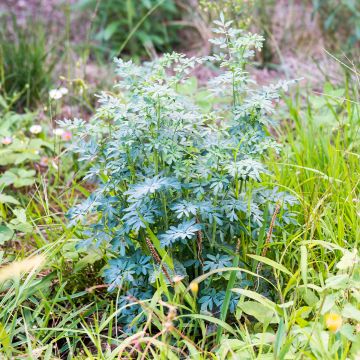 Gefranste Raute - Ruta chalepensis