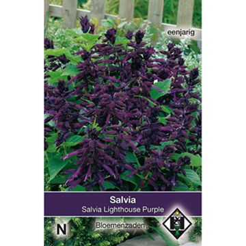 Feuer-Salbei Lighthouse Purple (Samen) - Salvia