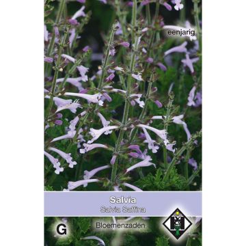 Salvia scabra Saffina (Samen) - Raublattsalbei