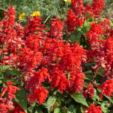 Feuer-Salbei Blaze Of Fire (Samen) - Salvia