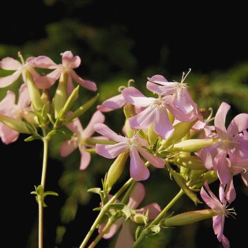 Saponaria officinalis Graciella Pink (Samen) - Gemeines Seifenkraut