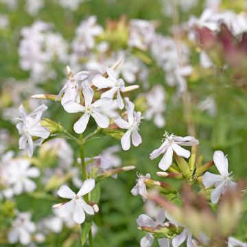 Saponaria officinalis Graciella White (Samen) - Gemeines Seifenkraut