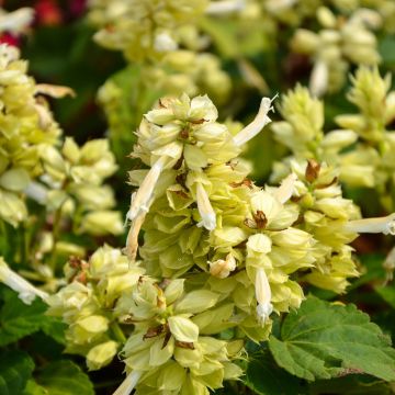 Feuer-Salbei Estella White (Weißer) - Salvia splendens