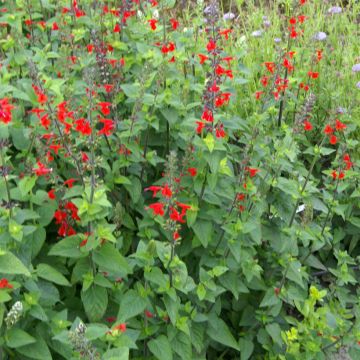 Scharlachroter Salbei (Samen) - Salvia coccinea