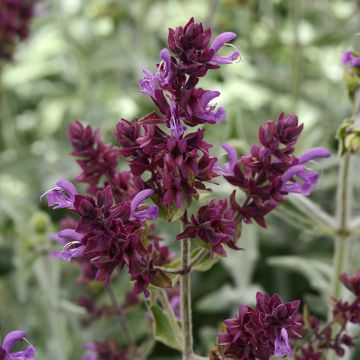 Kanarischer Salbei Lancelot - Salvia canariensis