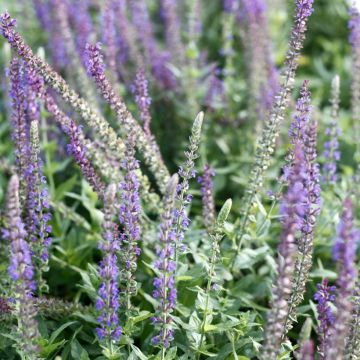 Salvia nemorosa West Friesland (Samen) - Steppen-Salbei