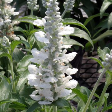 Mehliger Salbei Cirrus White (Samen) - Salvia