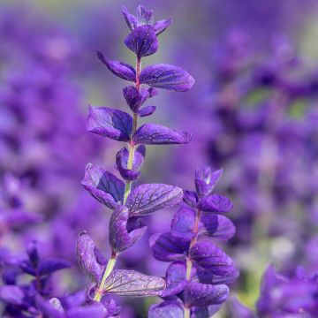 Salvia viridis Blue Monday (Samen) - Buntschopf-Salbei