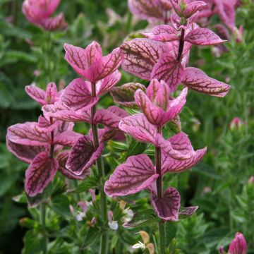 Buntschopf-Salbei Pink Sundae (Samen) - Salvia horminum