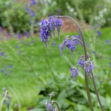 Salvia nutans (Samen)  - Nickender Salbei