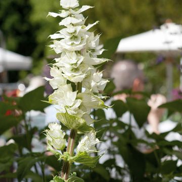 Muskat-Salbei Vatican White (Samen) - Salvia sclarea