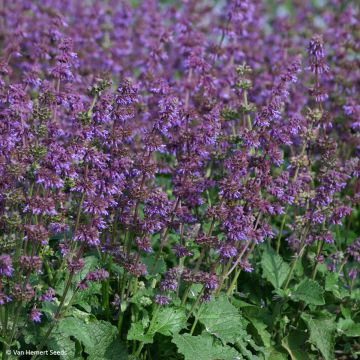 Salvia verticillata Purple Fairy Tale (Samen) - Quirlblättriger Salbei