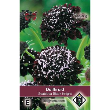 Samt-Skabiose Black Knight (Samen) - Scabiosa atropurpurea