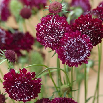 Samt-Skabiose Fire King (Samen) - Scabiosa atropurpurea