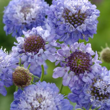 Samt-Skabiose Oxford Blue (BIO-Samen) - Scabiosa atropurpurea