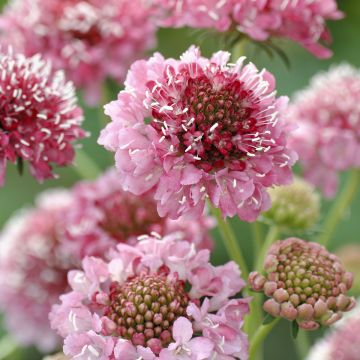 Samt-Skabiose Salmon Queen (Samen) - Scabiosa atropurpurea